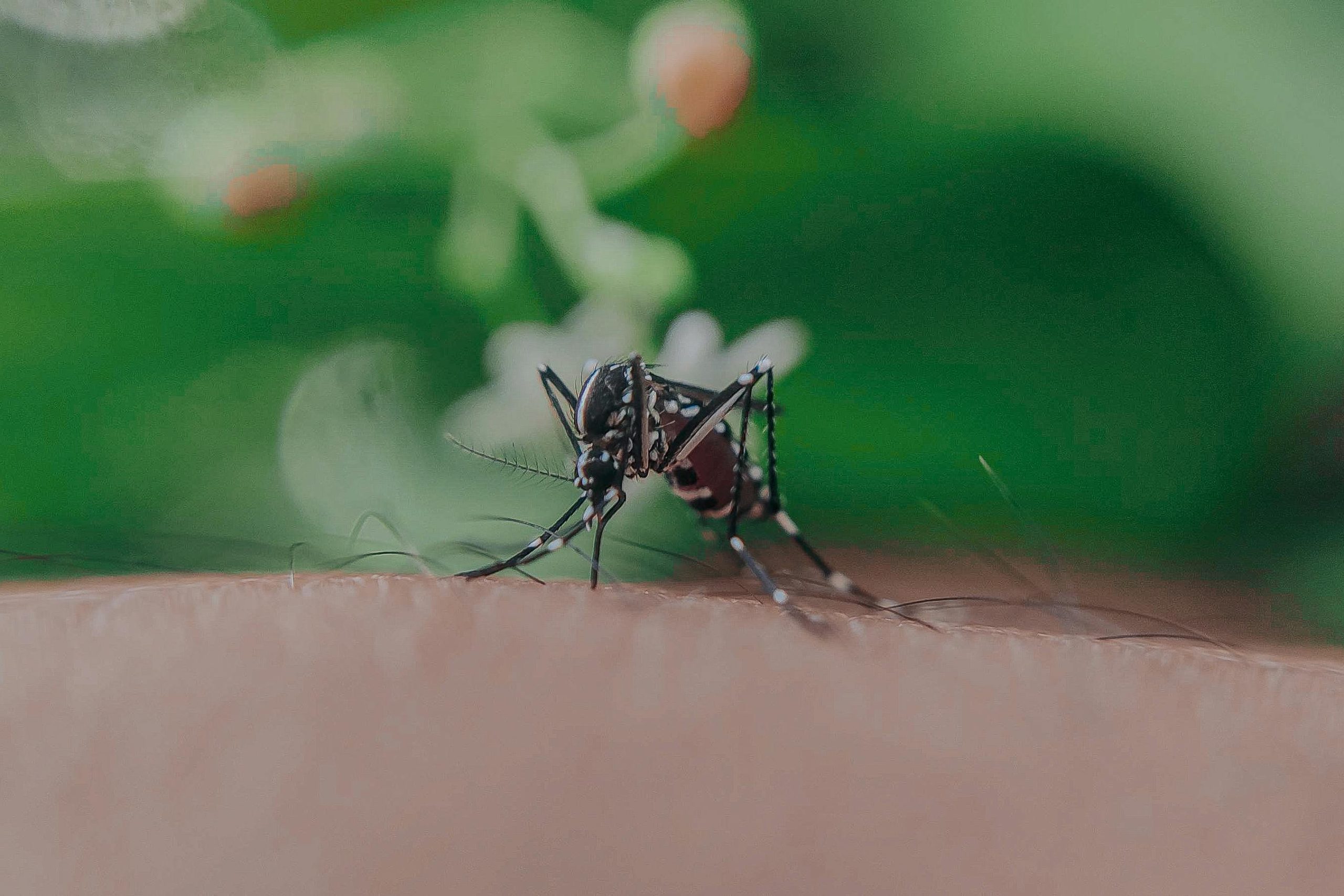 Mosquito del Dengue en Chile: Especialista explica por qué el mosquito transmisor no podría reproducirse en nuestro país