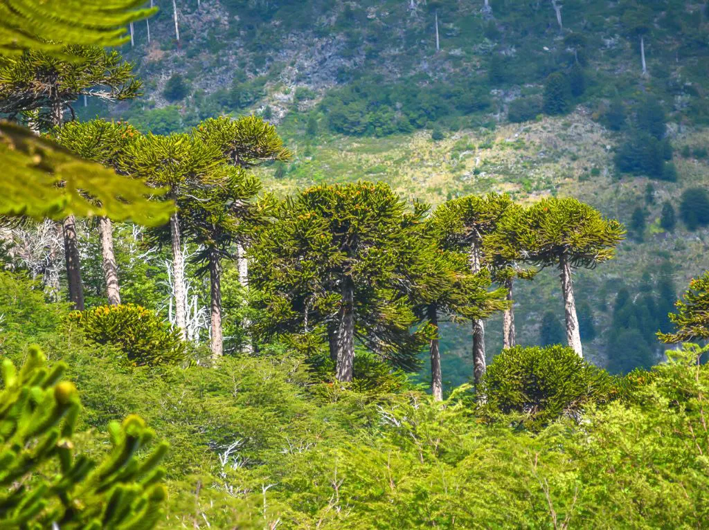 Encuentran con vida a dos hombres que se mantenían extraviados en el Parque Nacional Villarrica