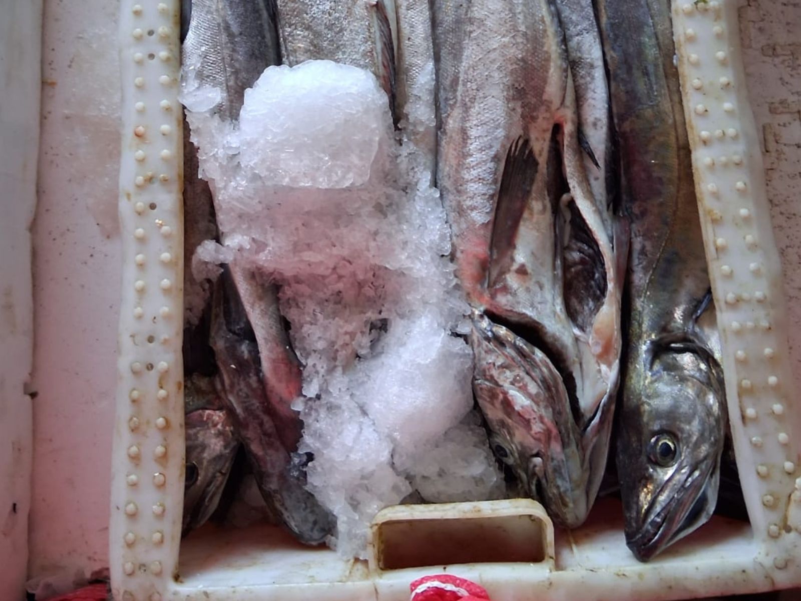 Los Ríos: En control carretero sorprendieron transporte ilegal...<span class="font-thin text-xs"> [Leer más]</span>