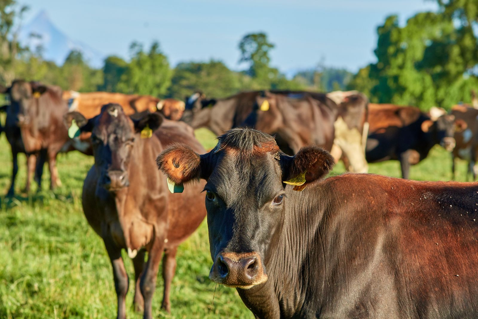 Carne Bovina chilena proyecta crecimiento internacional