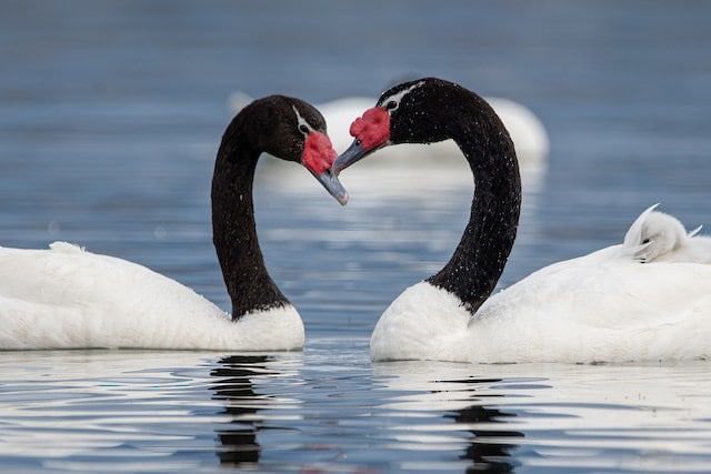 Más de un centenar de cisnes han muerto...<span class="font-thin text-xs"> [Leer más]</span>