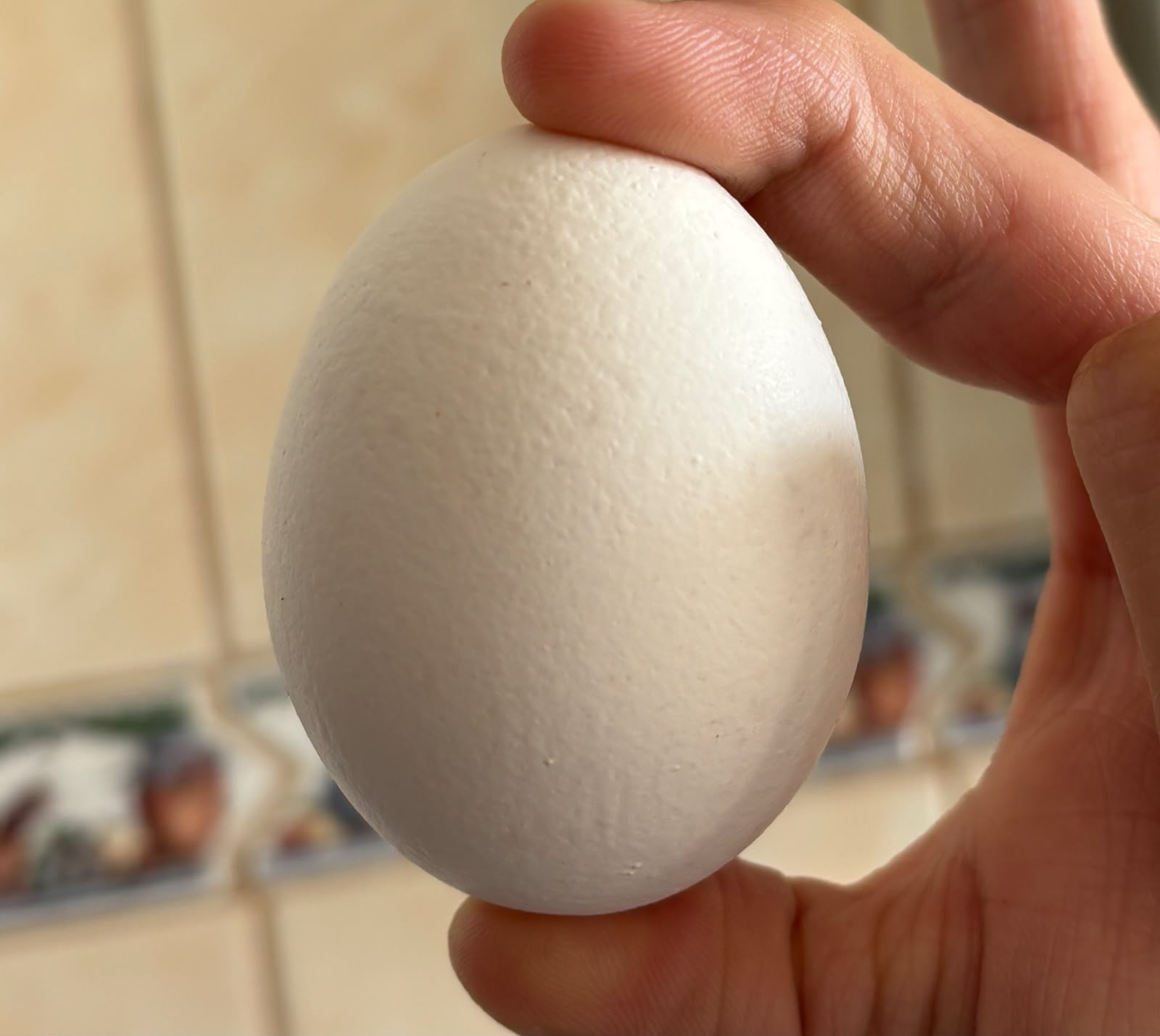 La producción de huevos de consumo presentó un aumento interanual de 1,1% en junio de 2026