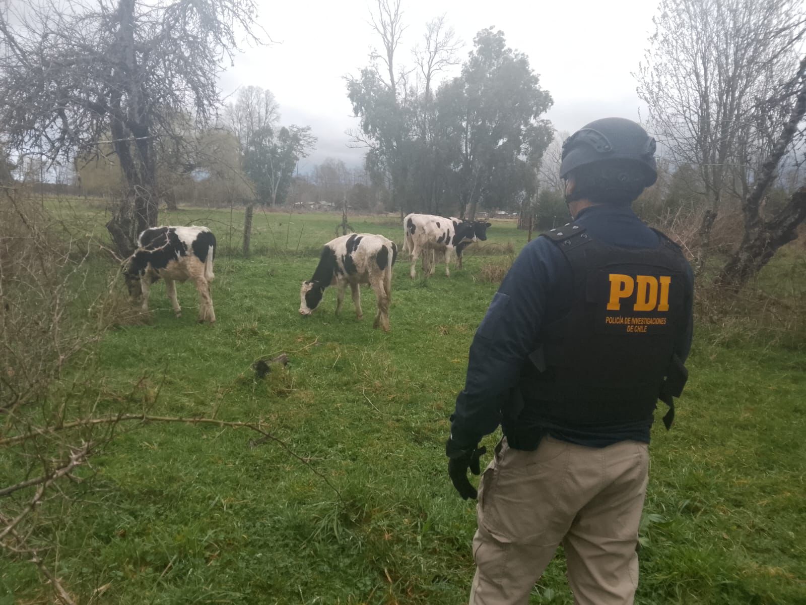 PDI detuvo a tres personas por el delito de abigeato en Río Bueno